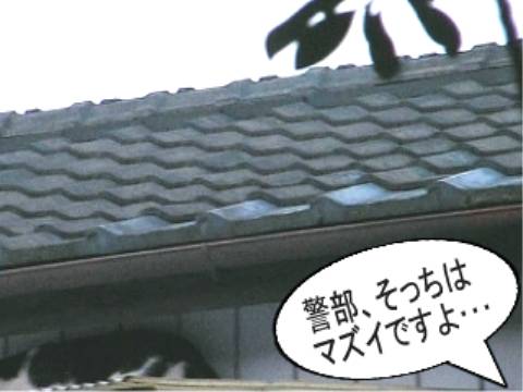 010.jpg