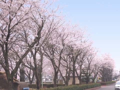 sakura001.060408.jpg