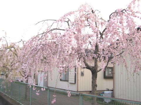 sakura010.060418.jpg