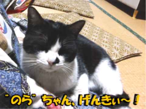 panchi-001.jpg