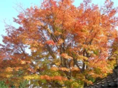 kouyou-002.jpg