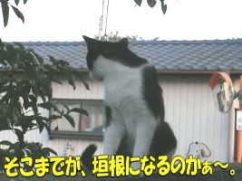 005.jpg