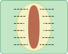 ウィンナーパン　レシピ１