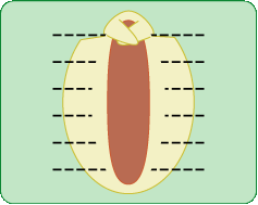 ウィンナーパン　レシピ２