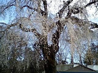 しだれ桜