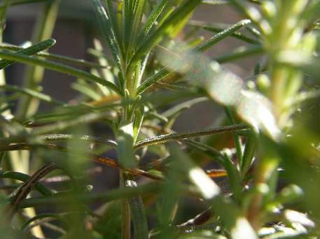 ローズマリー　　シッシングハースト