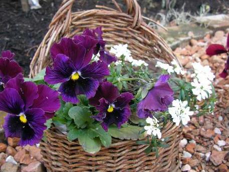 2008 ハンギング