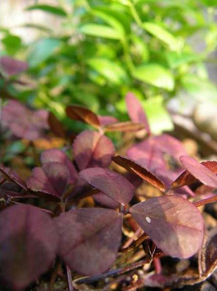 トリフォニウム　レペンスウィリアム