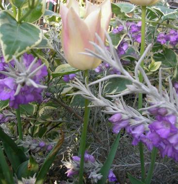 エレモフィア・ニベア