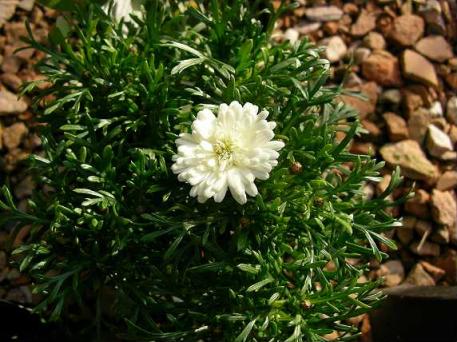 マーガレット ダンプ