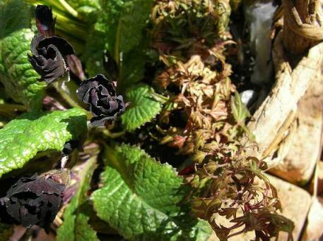 プリムラと小さいヘデラ