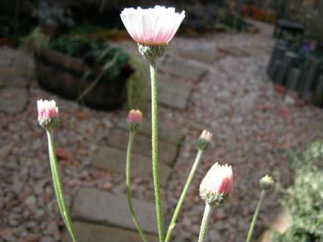 マーガレット プチアーリア