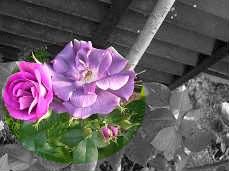 ラプソディインブルー