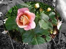 ディスタントドラムス