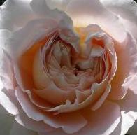 アブラハムダービー