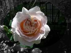 アブラハムダービー