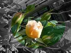 アブラハムダービー