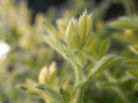 ロータス　ブリムストーン