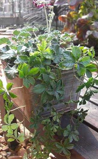 シュガーバイン