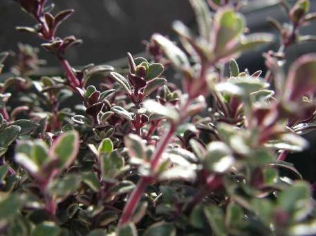 シルバータイム