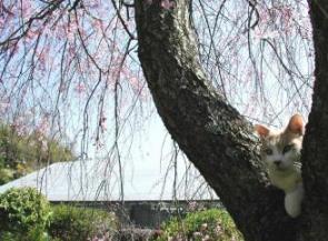 トム様と桜.jpg