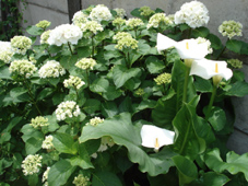 あじさい&カラー