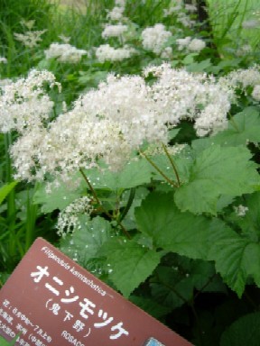 湿生花園