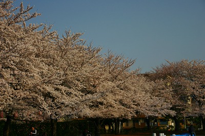 2007saku-11.jpg