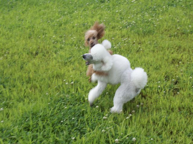 DSC04420_R.JPG