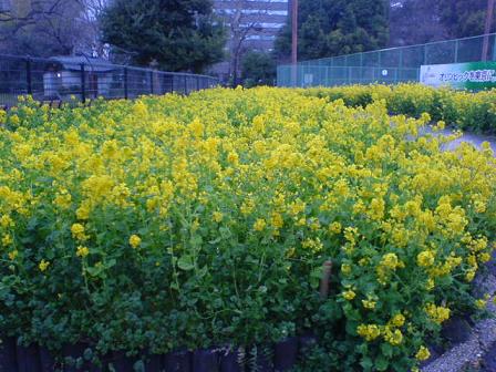 一面に咲いてる 菜の花の色 拍手のように揺れてる