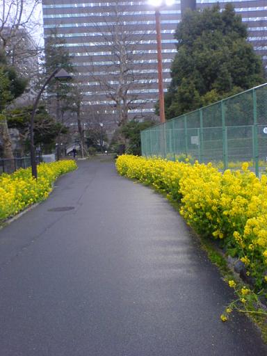 雨に煙る菜の花の道