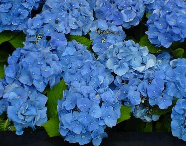 ミキモト　６月２５日　紫陽花