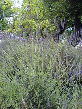 ここの花壇はワイルド。野生のように元気一杯のラベンダー