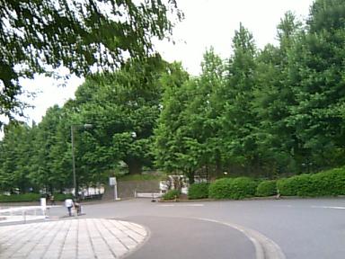 緑濃い公園