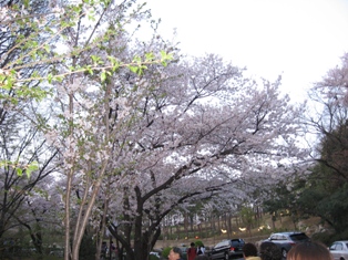 南山の桜.JPG
