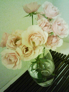 pink rose.jpg