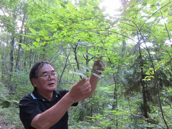 高山の植物について.jpg