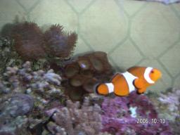 カクレクマノミ