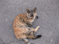 ねこにゃん