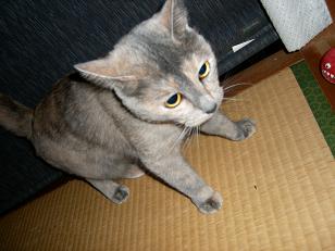 立ち止まるレノン