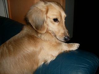 ソファーとちび