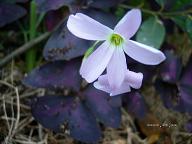 オキザリスの花