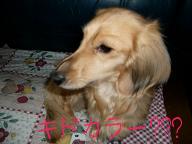 キドカラー?ちび