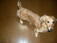 立ち止まりちび