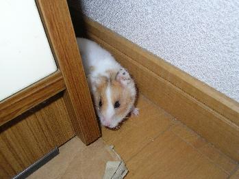 bessou3
