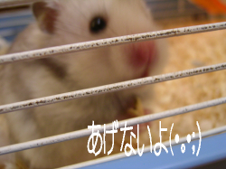 あげないよ