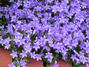 070508bellflower.gif