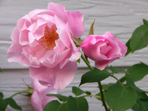 070508rose2.gif