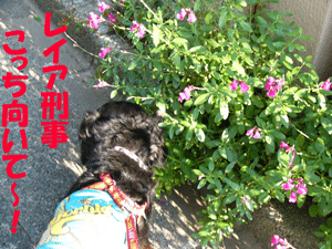 070522sanpo.gif