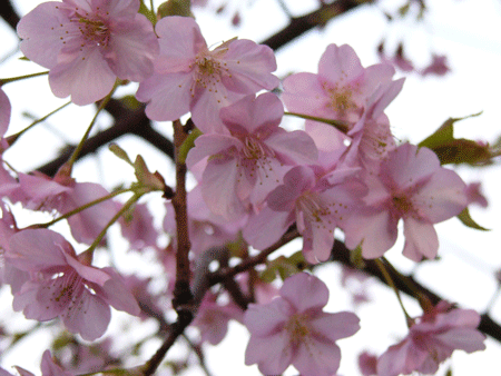 070222sakura.gif